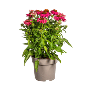 Echinacea purpurea Purple Ø19cm - ↕60 - 70cm