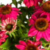 Echinacea purpurea Purple Ø19cm - ↕60 - 70cm