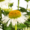 Echinacea purpurea White Ø19cm - ↕60 - 70cm