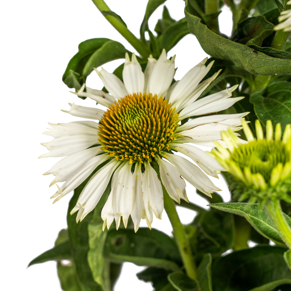 Echinacea purpurea White Ø19cm - ↕60 - 70cm