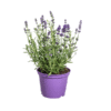 8x Lavandula angustifolia Ø13cm - ↕30 - 40cm