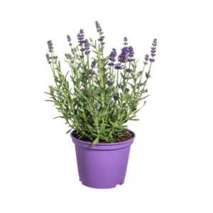 8x Lavandula angustifolia Ø13cm - ↕30 - 40cm
