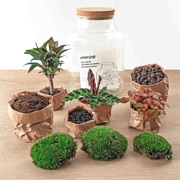 DIY Terrarium - Milky Palme - ↕ 30 cm