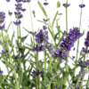 8x Lavandula angustifolia Ø13cm - ↕30 - 40cm