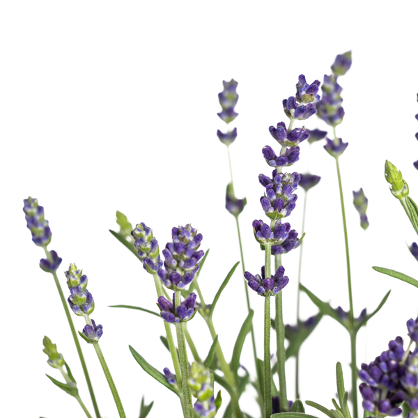 8x Lavandula angustifolia Ø13cm - ↕30 - 40cm