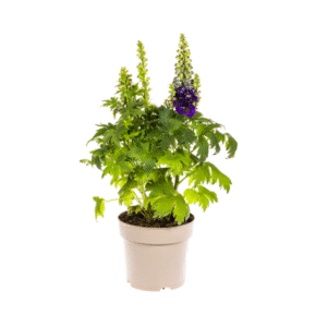 Delphinium Elatum Purple Ø19cm - ↕45 - 60cm