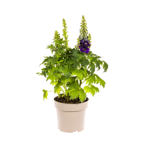 Delphinium Elatum Purple Ø19cm - ↕45 - 60cm