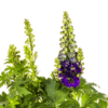 Delphinium Elatum Purple Ø19cm - ↕45 - 60cm