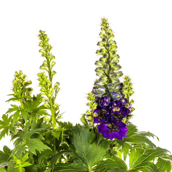 Delphinium Elatum Purple Ø19cm - ↕45 - 60cm