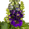 Delphinium Elatum Purple Ø19cm - ↕45 - 60cm