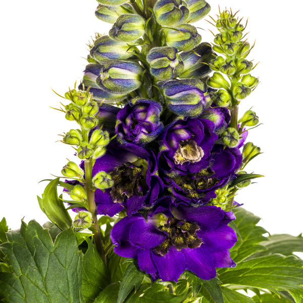 Delphinium Elatum Purple Ø19cm - ↕45 - 60cm