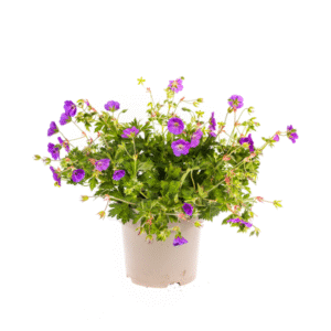 Geranium Rozanne Purple Ø19cm - ↕20 - 30cm