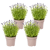 4x Lavandula angustifolia Ø19cm - ↕40 - 50cm