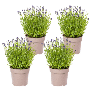 4x Lavandula angustifolia Ø19cm - ↕40 - 50cm
