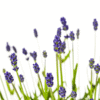 4x Lavandula angustifolia Ø19cm - ↕40 - 50cm