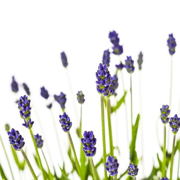 4x Lavandula angustifolia Ø19cm - ↕40 - 50cm