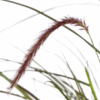 4x Pennisetum x advena Rubrum Ø13cm - ↕50 - 60cm