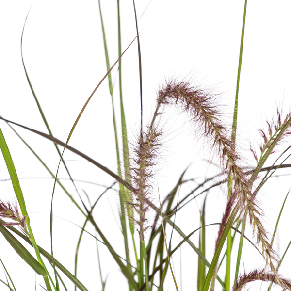 4x Pennisetum x advena Rubrum Ø13cm - ↕50 - 60cm