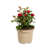 Rosa Zepeti Ø19cm - ↕35 - 40cm