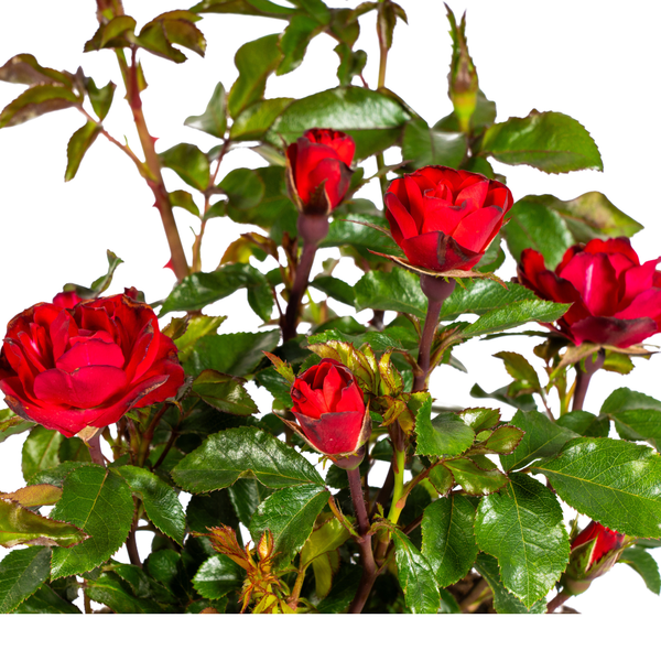 Rosa Zepeti Ø19cm - ↕35 - 40cm