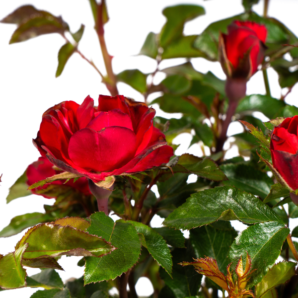 Rosa Zepeti Ø19cm - ↕35 - 40cm