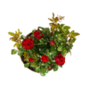 Rosa Zepeti Ø19cm - ↕35 - 40cm