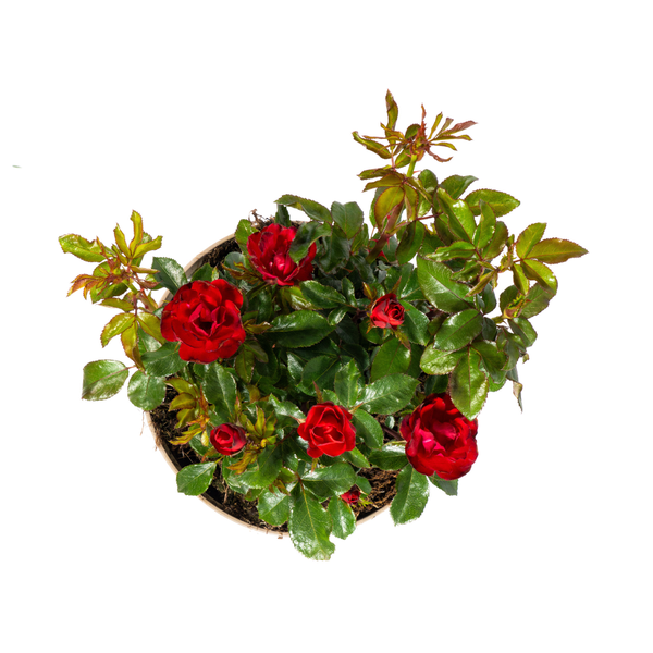 Rosa Zepeti Ø19cm - ↕35 - 40cm