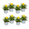 8x Coreopsis Grandiflora Ø13cm - ↕25 - 35cm