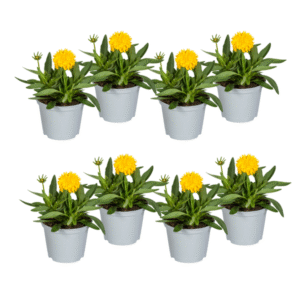 8x Coreopsis Grandiflora Ø13cm - ↕25 - 35cm