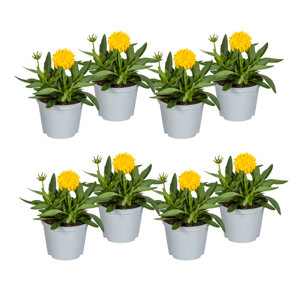 8x Coreopsis Grandiflora Ø13cm - ↕25 - 35cm