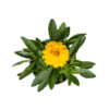 8x Coreopsis Grandiflora Ø13cm - ↕25 - 35cm