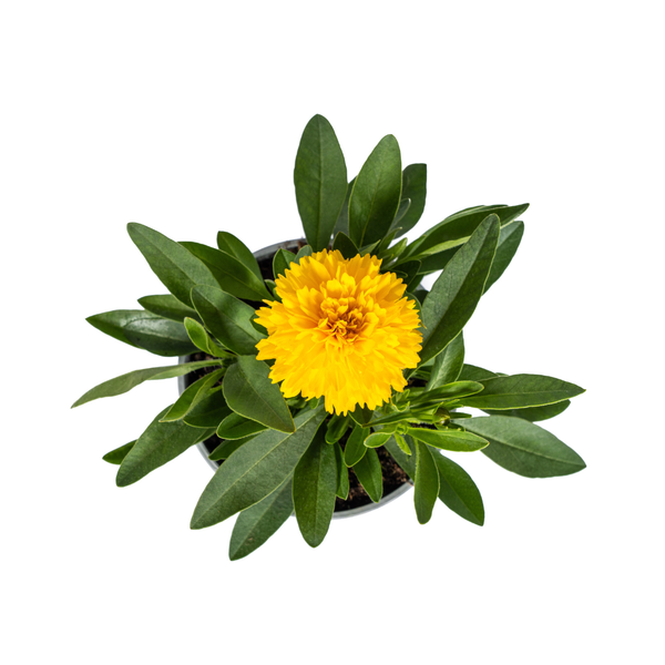 8x Coreopsis Grandiflora Ø13cm - ↕25 - 35cm