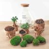 Sam XL Bonsai - DIY Terrarium - 32 cm hoch