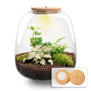Pflanzenterrarium - Emma - DIY kit - ↑ 25 cm - Ø 23 cm - Fittonia Pink Tiger + LED