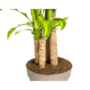 Dracaena Fragrans Massangeana Ø30cm - ↕170 - 190cm