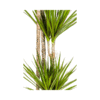 Dracaena Marginata Green Ø27cm - ↕170 - 190cm