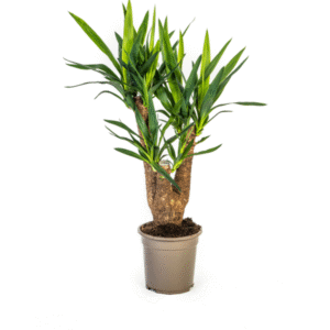 Yucca Elephantipes Verzweigt Ø21cm - ↕60 - 70cm