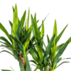 Yucca Elephantipes Verzweigt Ø21cm - ↕60 - 70cm