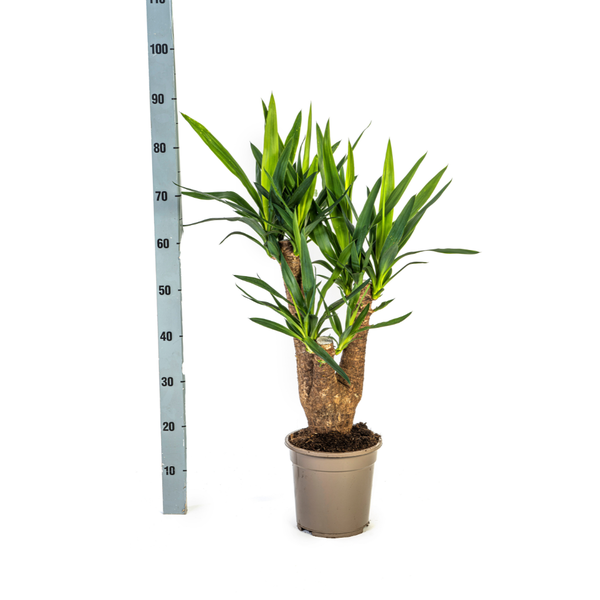 Yucca Elephantipes Verzweigt Ø21cm - ↕60 - 70cm