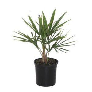 Trachycarpus Fortunei - 40 cm - Ø12cm