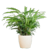 Calathea Rufibarba mit Viber weiß - 55cm - Ø17