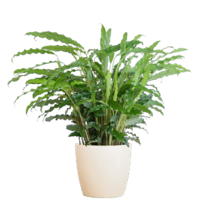 Calathea Rufibarba mit Viber weiß - 55cm - Ø17
