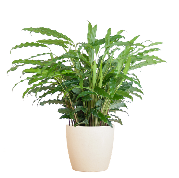 Calathea Rufibarba mit Viber weiß - 55cm - Ø17