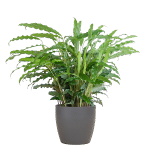 Calathea Rufibarba mit Viber Grau - 55cm - Ø17
