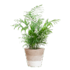 Chamadorea Elegans mit Korb Lissabon weiß - 55cm - Ø17