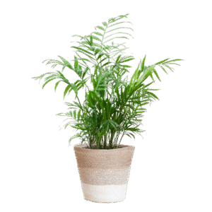 Chamadorea Elegans mit Korb Lissabon weiß - 55cm - Ø17
