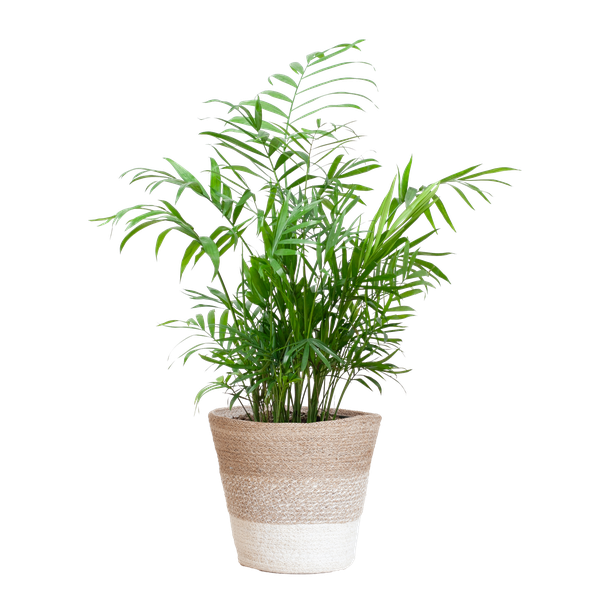 Chamadorea Elegans mit Korb Lissabon weiß - 55cm - Ø17