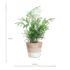 Chamadorea Elegans mit Korb Lissabon weiß - 55cm - Ø17