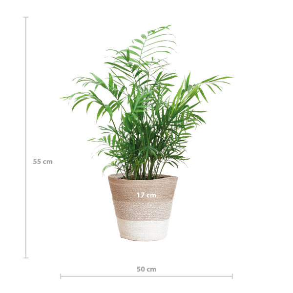 Chamadorea Elegans mit Korb Lissabon weiß - 55cm - Ø17