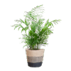 Chamadorea Elegans met Mand Lissabon Schwarz - 55cm - Ø17